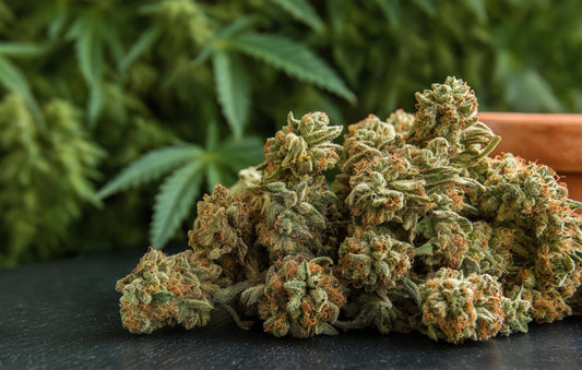 The Potential Benefits of THCa Flower