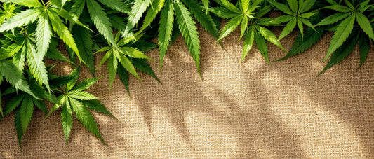 The Best Ways to Smoke THCA Flower