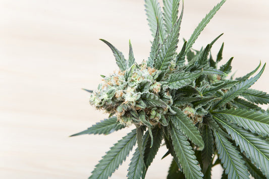 How Long Do the Effects of THCA Flower Typically Last