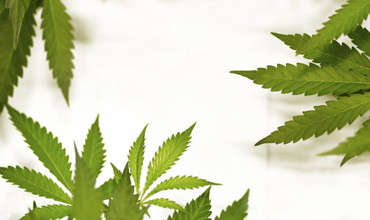 How Long Does THCA Stay In Your System? Drug Test Timeline