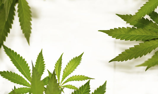 How Long Does THCA Stay In Your System?
