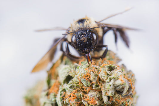 How to Use THCa Flower to Boost Your Productivity