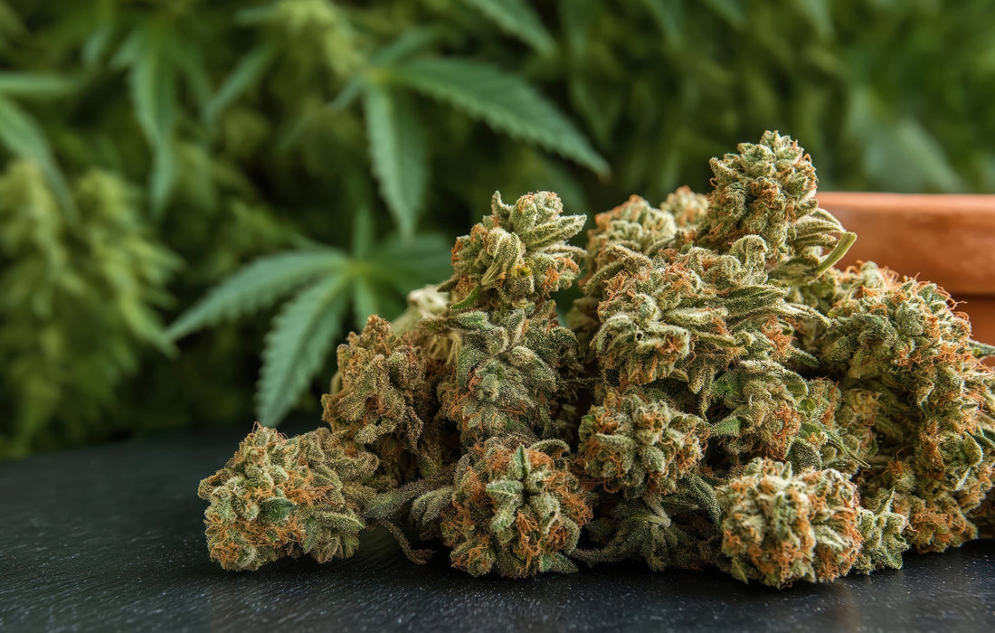 The Potential Benefits of THCa Flower