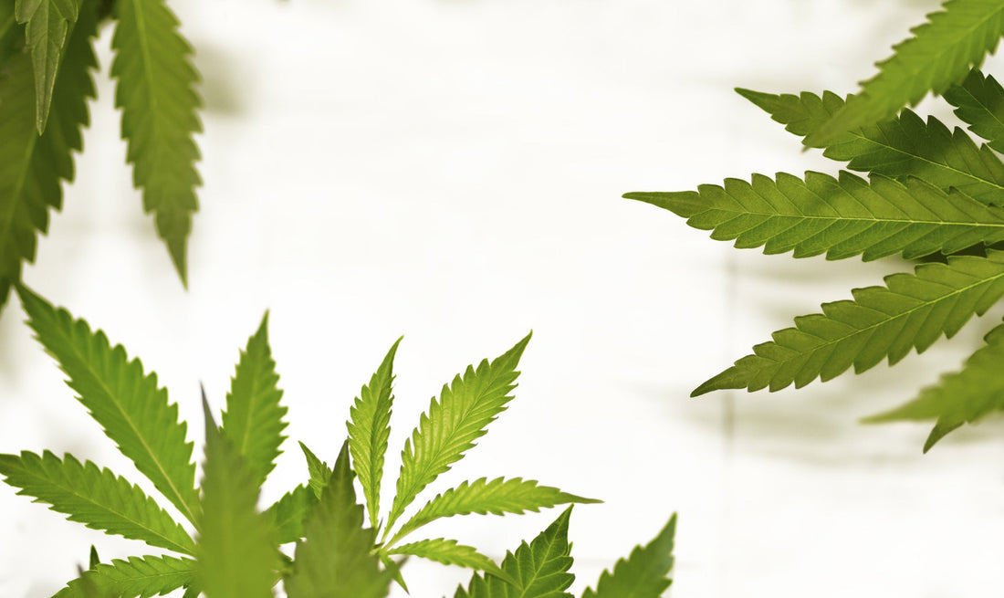 How Long Does THCA Stay In Your System? Drug Test Timeline